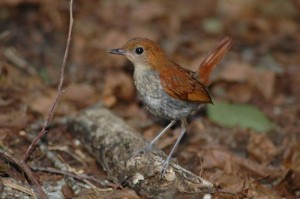 ホントウアカヒゲ♀　￥１００００