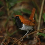 ホントウアカヒゲ♂ ホントウアカヒゲ♂¥10000