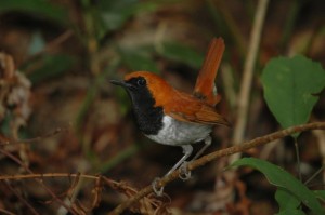 ホントウアカヒゲ♂￥１００００