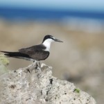 マミジロアジサシ