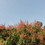 マンゴー マンゴー