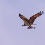 大物を捕ったけど、重くて飛びづらそうだった。