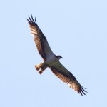 こちらは優雅に空を舞うオスプレイ。和名はミサゴ。我が家の空飛ぶのはコイツがいいね！