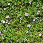 モミシバ゙ヒルガオ モミジバノアサガオ