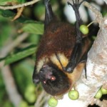 ヤエヤマオオコウモリ