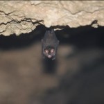 ヤエヤマカグラコオモリ