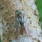 ヤエヤマニイニイ