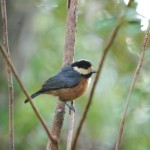 アマミヤマガラ