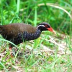 ヤンバルクイナ ヤンバルクイナ