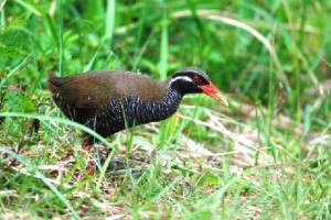 ヤンバルクイナ