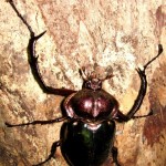 ﾔﾝﾊﾞﾙﾃﾅｶﾞｺｶﾞﾈ♂