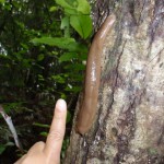 何と言っても大きな体が魅力!!!　でも、ほとんどの人には気持ち悪がられていますが…