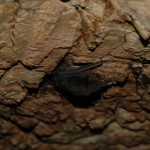 ユビナガコオモリ