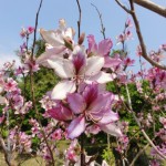 ヨウテイボク ヨウテイボク