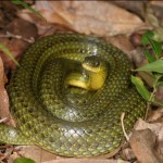 リュウキュウアオヘビ