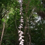 リュウキュウアサギマダラ