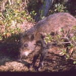 リュウキュウイノシシ