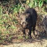 リュウキュウイノシシ