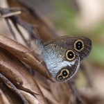 本島北部と渡嘉敷島、座間味島の森林のみに生息するリュウキュウウラナミジャノメ