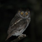 リュウキュウコノハズク リュウキュウコノハズク ¥10000