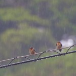 「こんなに降ってたら、エサが捕れないさー。早く梅雨明けないかなー。」