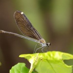 ﾘｭｳｷｭｳﾊｸﾞﾛﾄﾝﾎﾞ♀