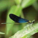 ﾘｭｳｷｭｳﾊｸﾞﾛﾄﾝﾎﾞ♂