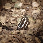 リュウキュウミスジ