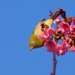 ﾘｭｳｷｭｳﾒｼﾞﾛ