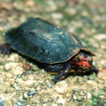 リュウキュウヤマガメ