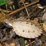 ﾘｭｳｷｭｳﾔﾏｶﾞﾒ（幼体）