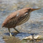 リュウキュウヨシゴイ