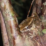 ハナサキガエル