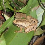 ヒメアマガエル