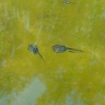 ヒメアマガエル幼体