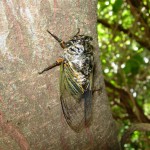 クマゼミ ちょっと早く出てきてしまいました。