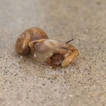 仲間を食べるｵｷﾅﾜｳｽｶﾜﾏｲﾏｲ