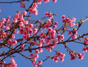 カンヒザクラ きれいだねー。犬には分らないだろうねー。