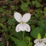 リュウキュウコスミレ。白花タイプ。側弁基部は無毛である。