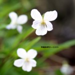 沖縄本島中北部の赤色土壌地域に生息するリュウキュウシロスミレ（沖縄自然ツーリスト）