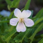 リュウキュウシロスミレ。側弁の基部（花びらの内側）に毛が有る。