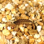 ｸﾒｼﾞﾏﾎﾞﾀﾙ（幼虫）