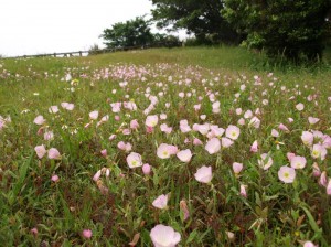 ヒルザキツキミソウの群落。一昨日までは昆虫の楽園でした。