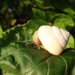 ここに生息するものは乳白色の美しい「美白マイマイ」だ。