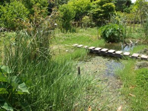 学校ビオトープ カエルやトンボ、バッタ、チョウなど地域の生き物を呼ぶことに成功した沖縄型ビオトープ