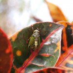 イワサキクサゼミ