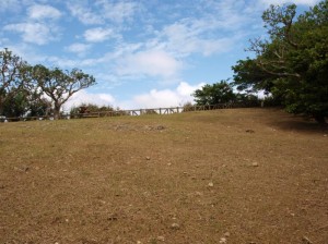 見事に刈り込まれました。