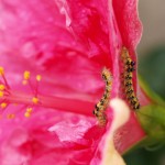 花びらの表と裏で採食中のタイワンキドクガの幼虫