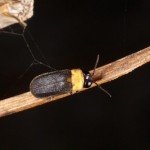 オキナワスジボタル