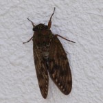 今年の発生確認はウチの壁で…